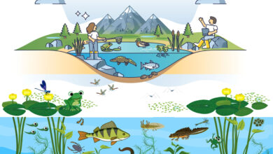 Types Of Ecosystems Around The World