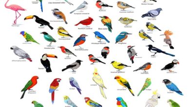 25 Most Colorful Birds Found Around the World