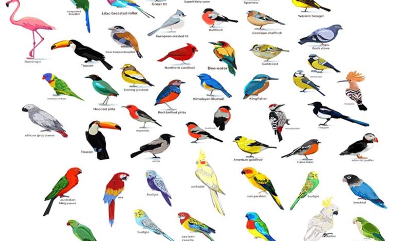 25 Most Colorful Birds Found Around the World