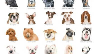 Types Of Dog Breeds