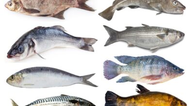 Types Of Fish Species In World And Their Facts