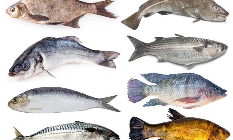 Types Of Fish Species In World And Their Facts