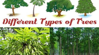 25 Different Types of Tree Species and Their Uses 2024